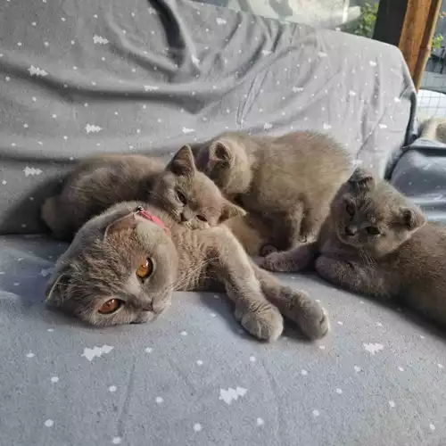 Scottish Fold Cat For Adoption in Higher Runcorn