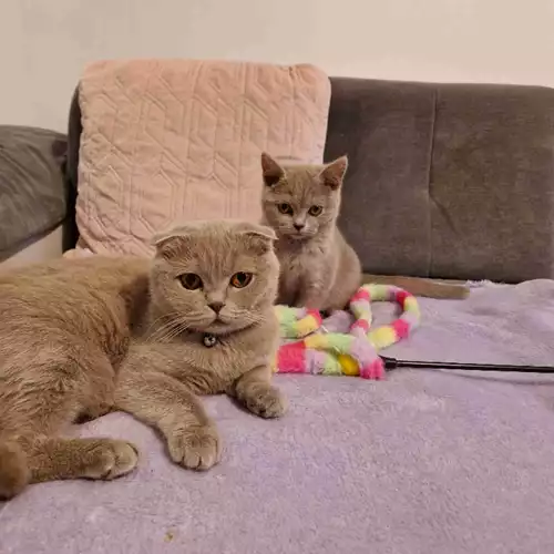 Scottish Fold Cat For Adoption in Higher Runcorn, Cheshire