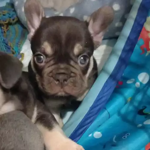 French Bulldog Dog For Sale in Birmingham