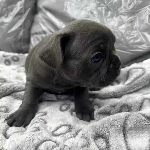 French Bulldog Dog For Sale in London, Greater London, England