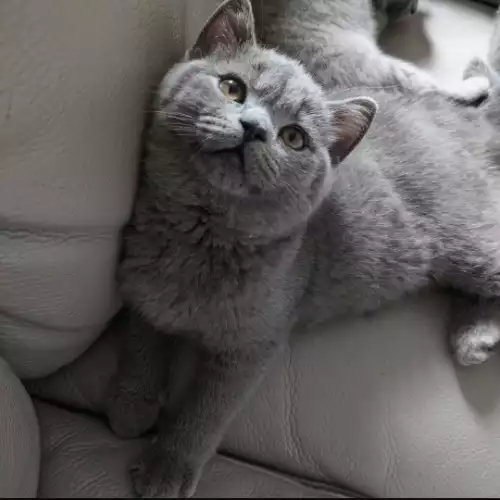 British Shorthair Cat For Sale in West Ealing, Greater London