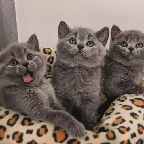 British Shorthair Cat For Sale in West Ealing, Greater London