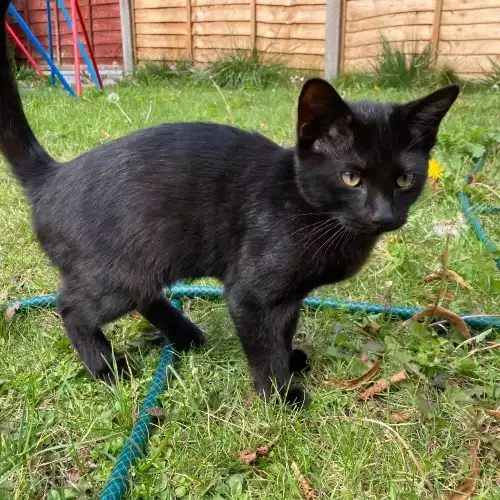 Domestic Shorthair Cat For Sale in Carshalton Beeches, Greater London, England