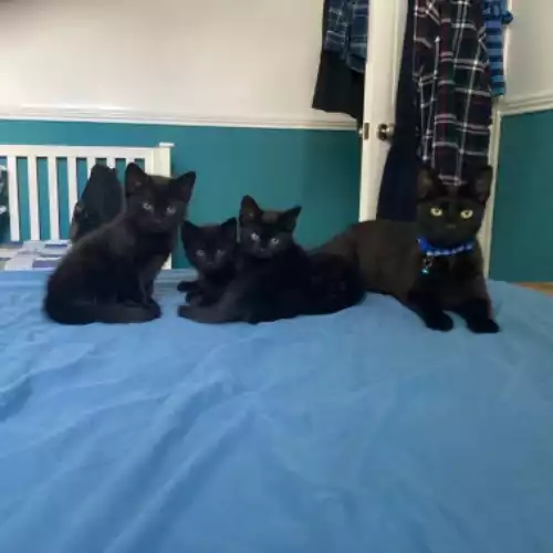 Domestic Shorthair Cat For Sale in Carshalton Beeches, Greater London, England