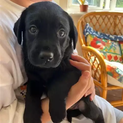 Labrador Retriever Dog For Sale in Winchester