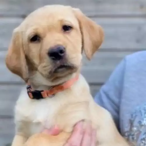 Labrador Retriever Dog For Sale in Winchester