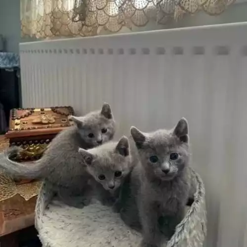 Russian Blue Cat For Sale in Manchester