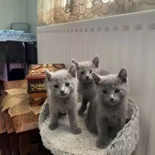 Russian Blue Cat For Sale in Manchester