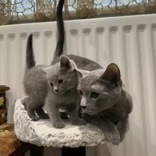 Russian Blue Cat For Sale in Manchester