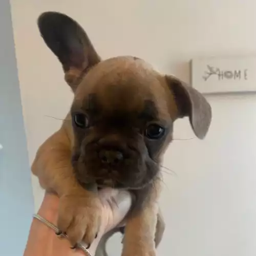 French Bulldog Dog For Sale in Tamworth, Staffordshire, England