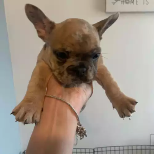 French Bulldog Dog For Sale in Tamworth, Staffordshire, England