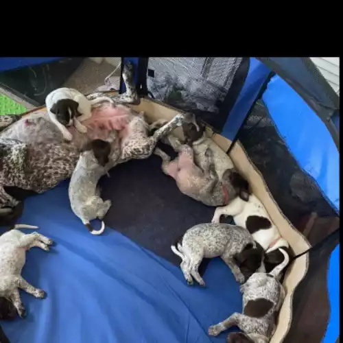 German Shorthaired Pointer Dog For Sale in Crail, Fife, Scotland