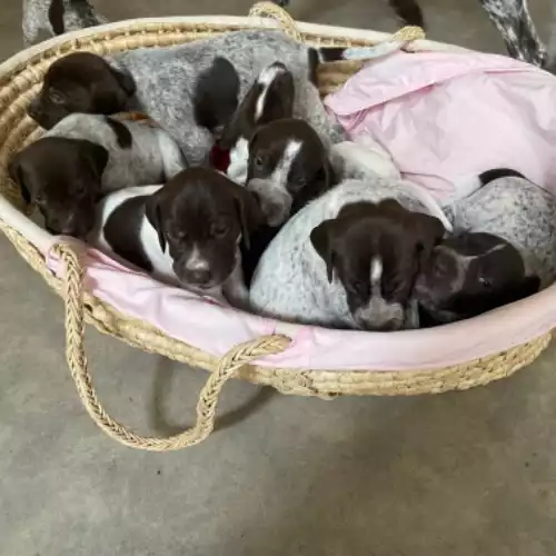 German Shorthaired Pointer Dog For Sale in Crail, Fife, Scotland