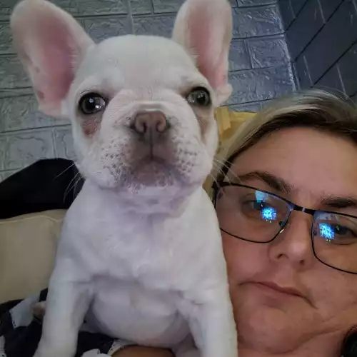 French Bulldog Dog For Adoption in Haywards Heath, West Sussex, England