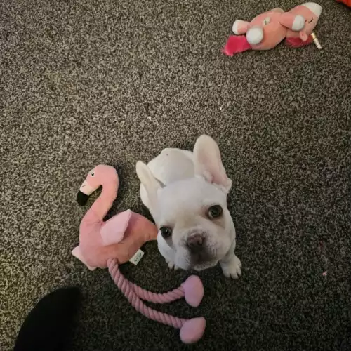 French Bulldog Dog For Adoption in Haywards Heath, West Sussex, England