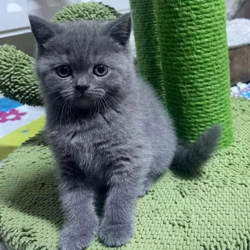 British Shorthair Cat For Sale in Derby