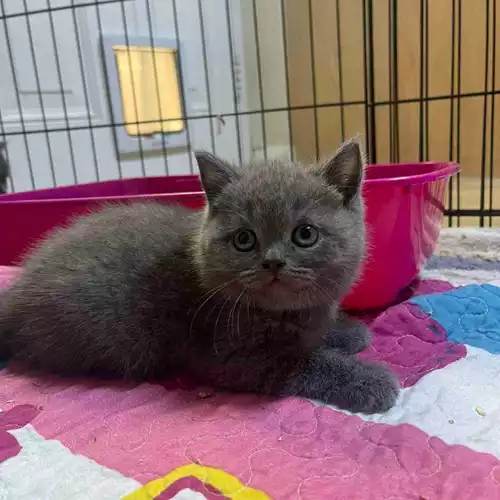 British Shorthair Cat For Sale in Derby