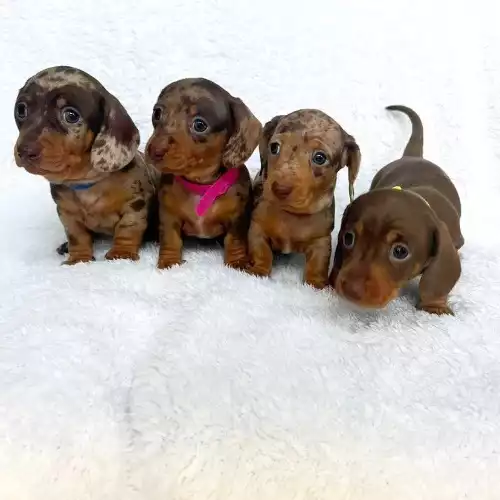 Miniature Dachshund Dog For Sale in Basildon, Essex, England