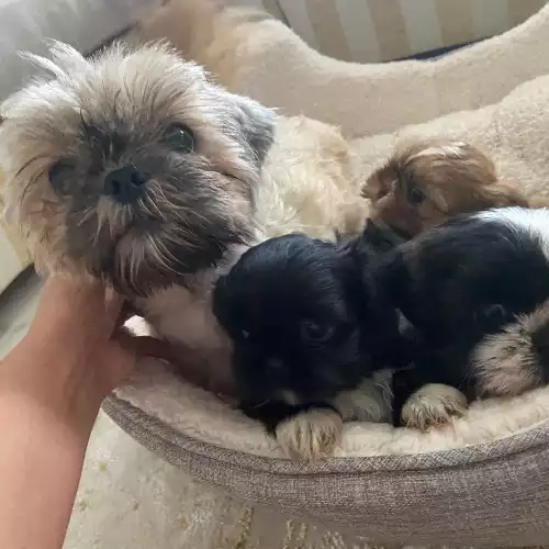 Shih Tzu Dog For Sale in Ayr, Ayrshire and Arran