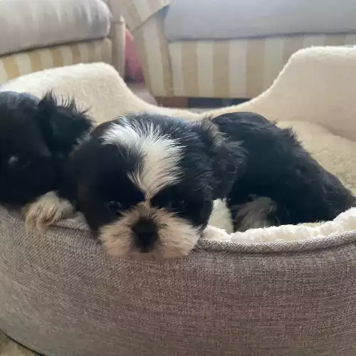 Shih Tzu Dog For Sale in Ayr, Ayrshire and Arran