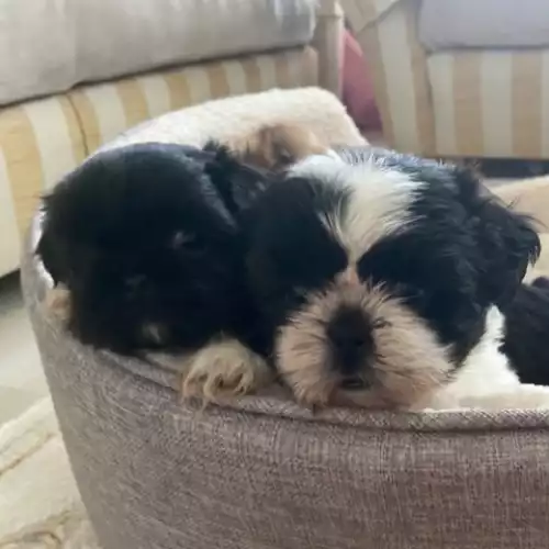 Shih Tzu Dog For Sale in Ayr, Ayrshire and Arran