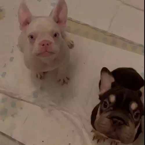 French Bulldog Dog For Sale in Melbourn, Cambridgeshire