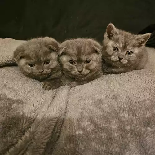 Scottish Fold Cat For Sale in Telford, Shropshire