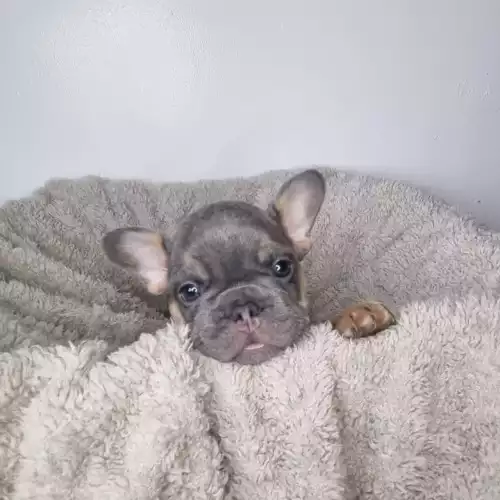 French Bulldog Dog For Sale in Westminster