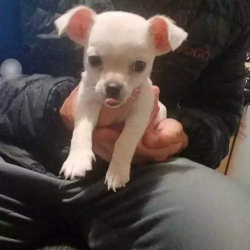 Chihuahua Dog For Sale in Manchester, Greater Manchester, England