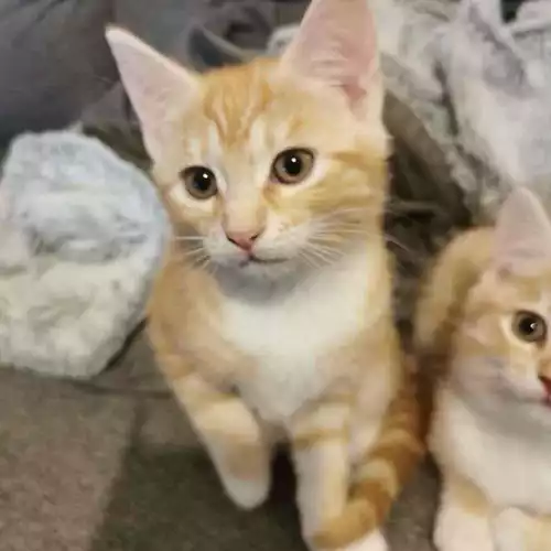 British Shorthair Cat For Sale in Oxford