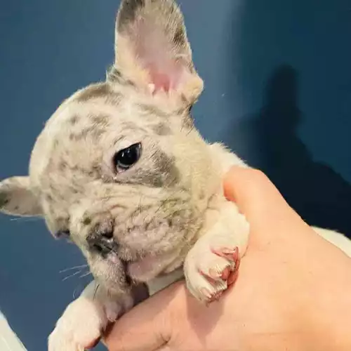 French Bulldog Dog For Sale in Leicester