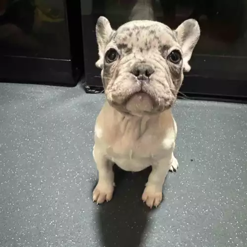 French Bulldog Dog For Sale in Leicester