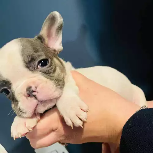 French Bulldog Dog For Sale in Leicester