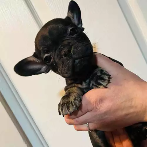 French Bulldog Dog For Sale in Leicester