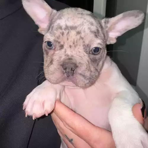 French Bulldog Dog For Sale in Leicester