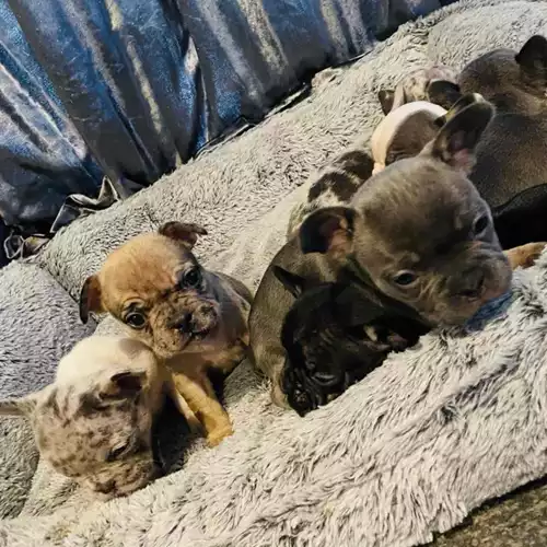 French Bulldog Dog For Sale in Leicester