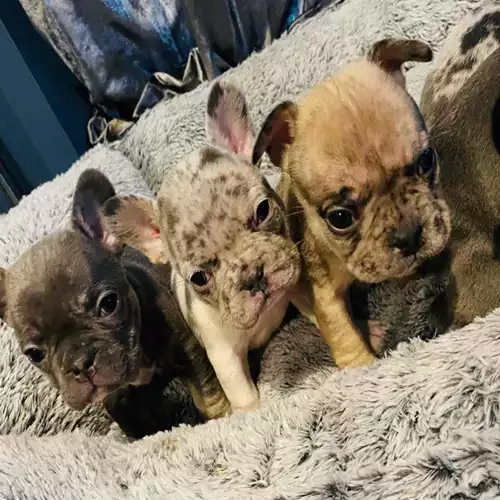 French Bulldog Dog For Sale in Leicester