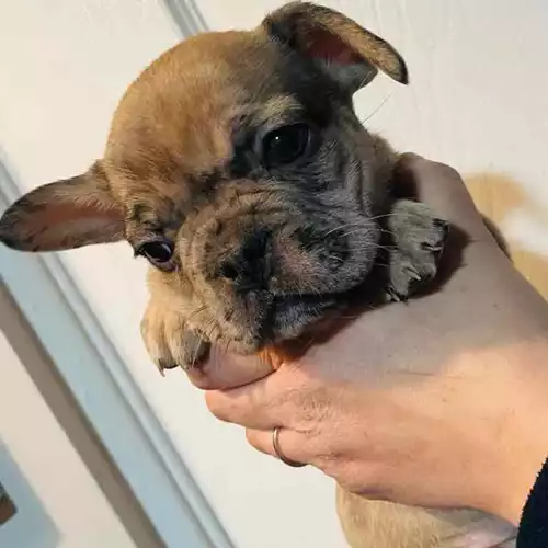 French Bulldog Dog For Sale in Leicester