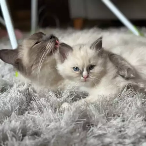 Ragdoll Cat For Sale in Liversedge, West Yorkshire, England