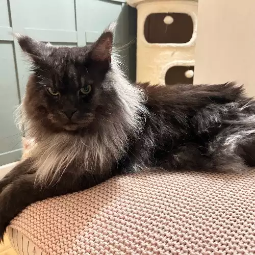 Maine Coon Cat For Stud in Nottingham