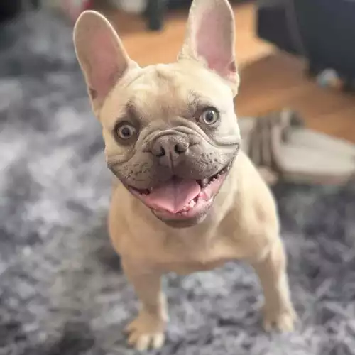 French Bulldog Dog For Sale in Enfield Lock, Greater London