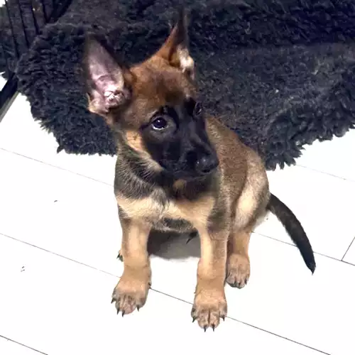 Belgian Shepherd Dog Dog For Sale in Enfield Lock