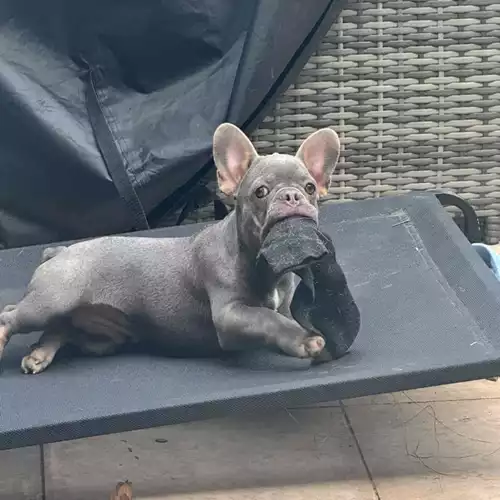 French Bulldog Dog For Sale in Enfield Lock, Greater London