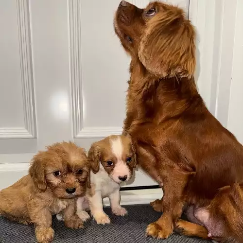 Cavapoo Dog For Sale in Takeley, Essex