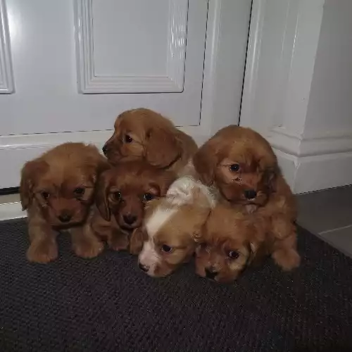 Cavapoo Dog For Sale in Takeley, Essex