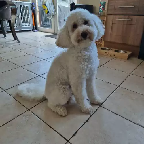 Cockapoo Dog For Stud in Craigavon, County Armagh, Northern Ireland