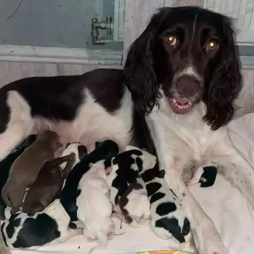 English Springer Spaniel Dog For Sale in Sudbury, Suffolk