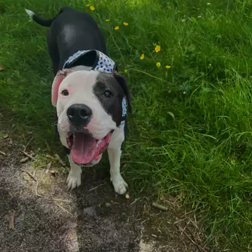 Staffordshire Bull Terrier Dog For Sale in Bolton, Greater Manchester