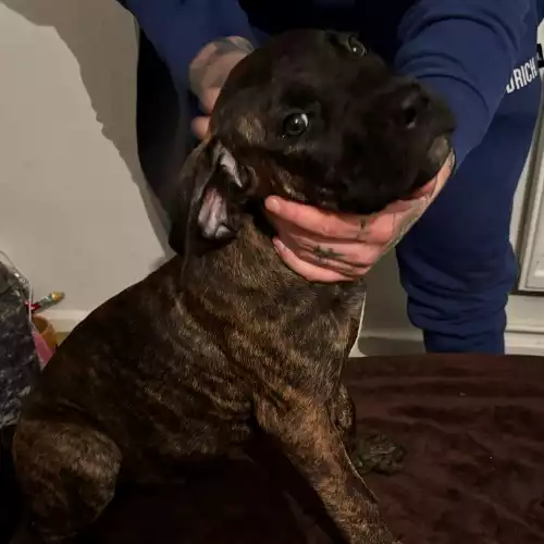 Cane Corso Dog For Sale in Doncaster, South Yorkshire