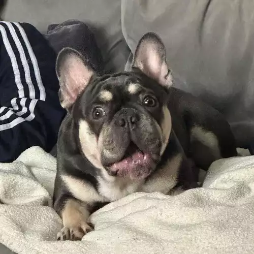 French Bulldog Dog For Stud in Southend-on-Sea